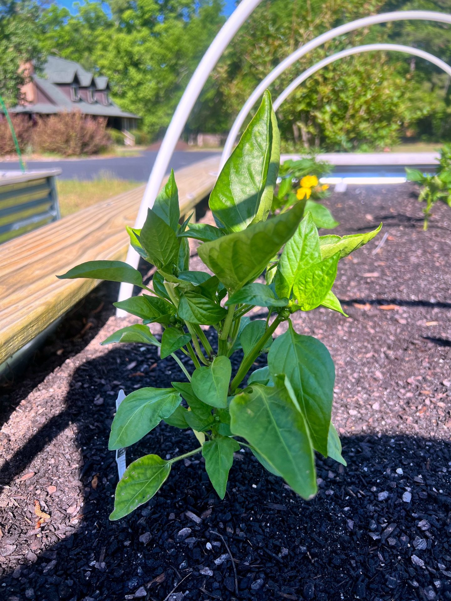 Pepper plant growing under white PVC hoops in a raised bed