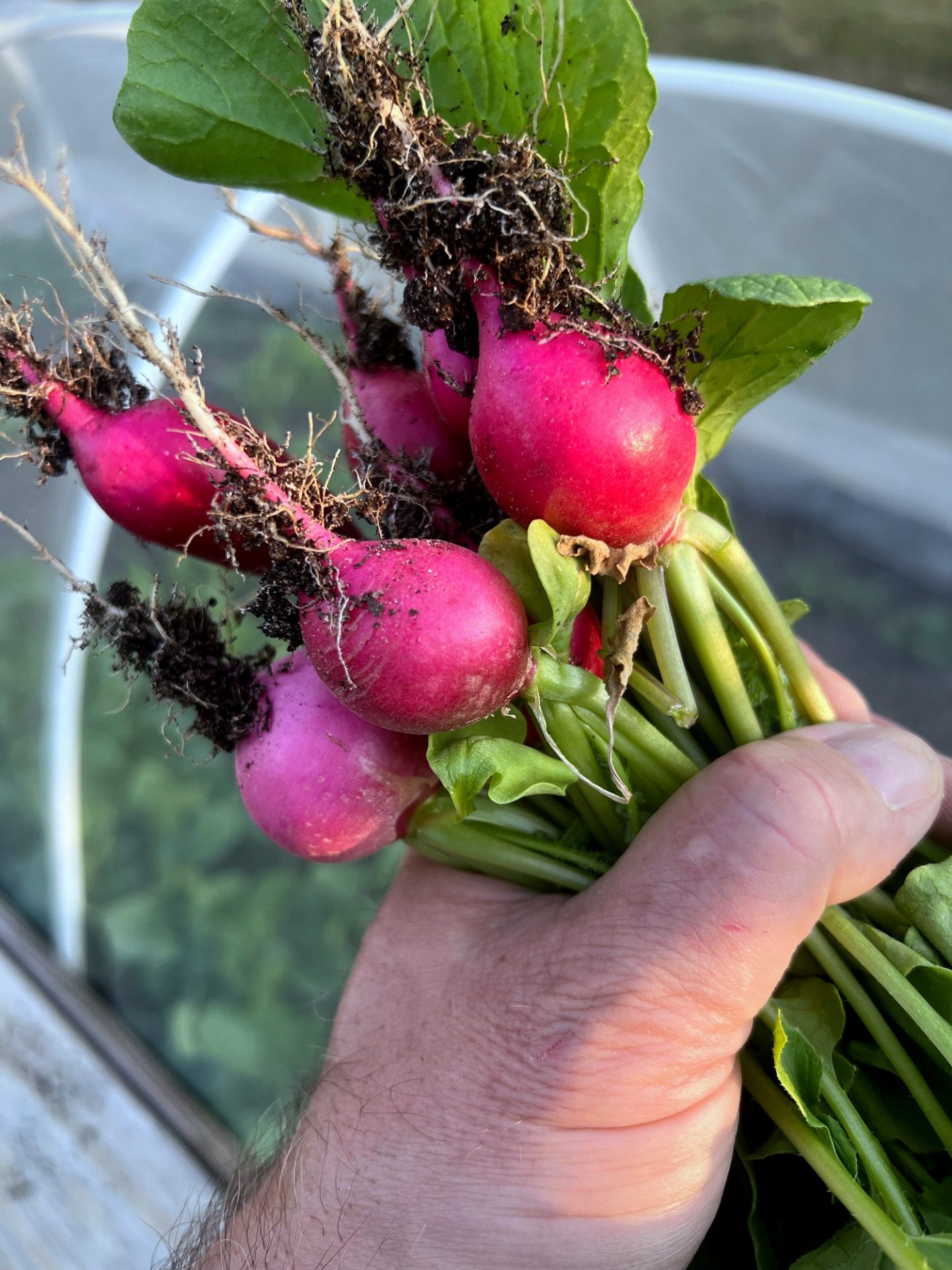 Hand holding freshly pulled pink radishes with mesh row cover pulled back over PVC hoops behind