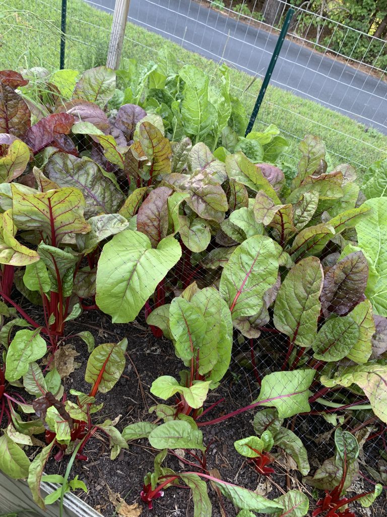 Raised bed of leafy greens with red and rainbow stems and purple-bronze leaves, likely Swiss chard, with netting and a fence behind