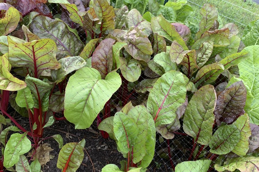 Raised garden bed of red-stemmed Swiss chard growing under protective netting