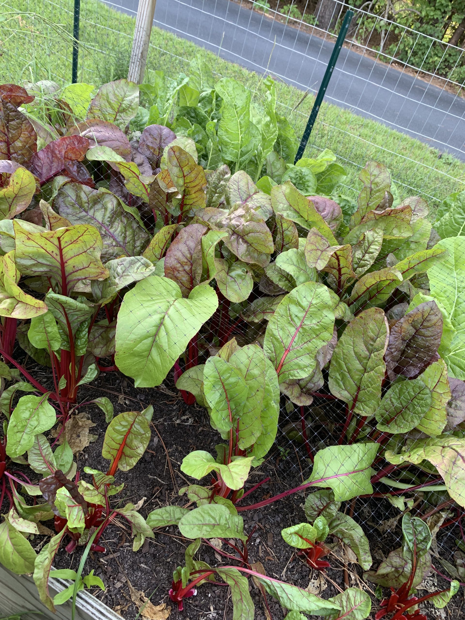 Harvest-size Swiss chard with red and rainbow stems and some purple-bronze leaves in a garden bed with netting and a fence
