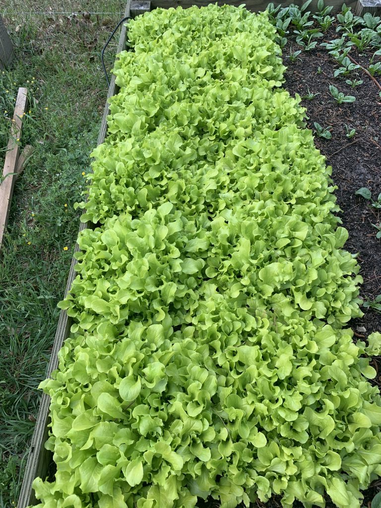 Dense bed of light green leaf lettuce growing in a raised garden bed