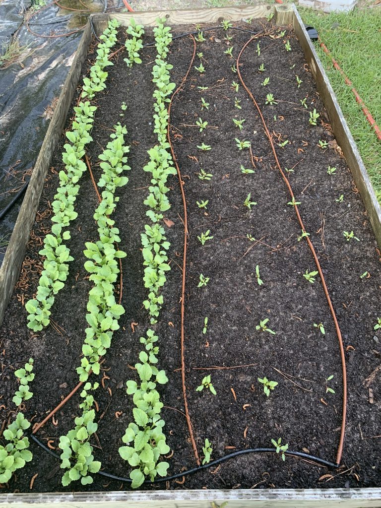 Rows of young seedlings with drip tubing in a raised garden bed