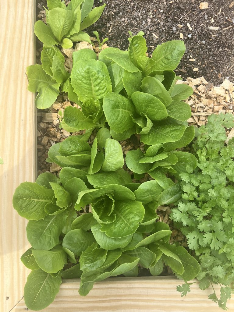 Upright heads of Parris Island Cos romaine lettuce growing in a raised bed