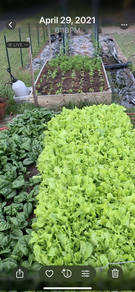 Raised bed with spinach on the left and lettuce on the right from a past season