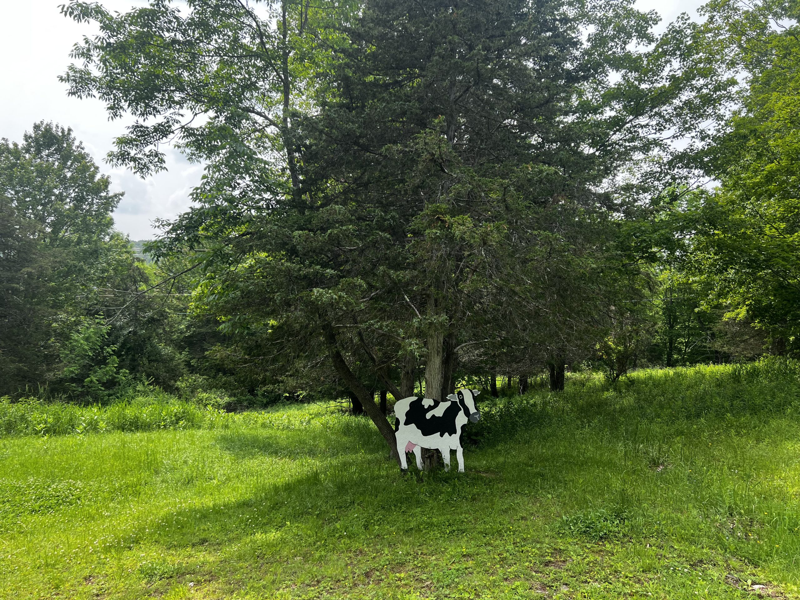 Black-and-white Holstein cow cutout standing in a green Catskills field under the trees