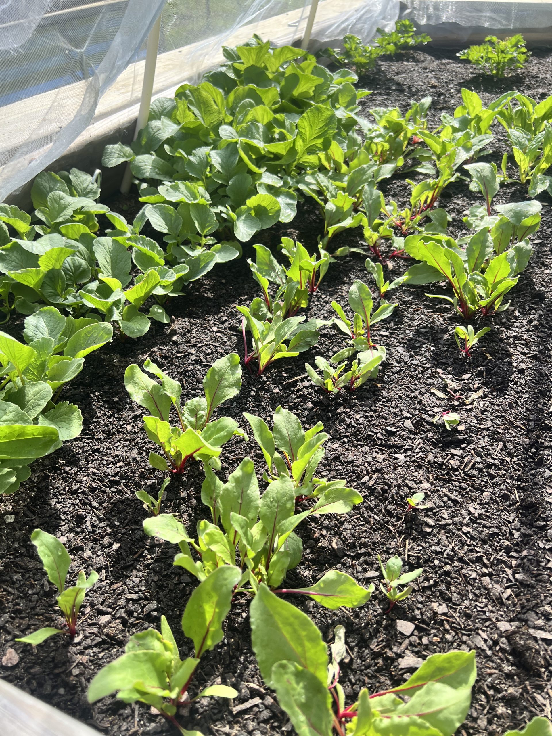 Young red-stemmed seedlings of beets, Swiss chard and radishes growing in rows under a hooped row cover with broader-leaved greens behind