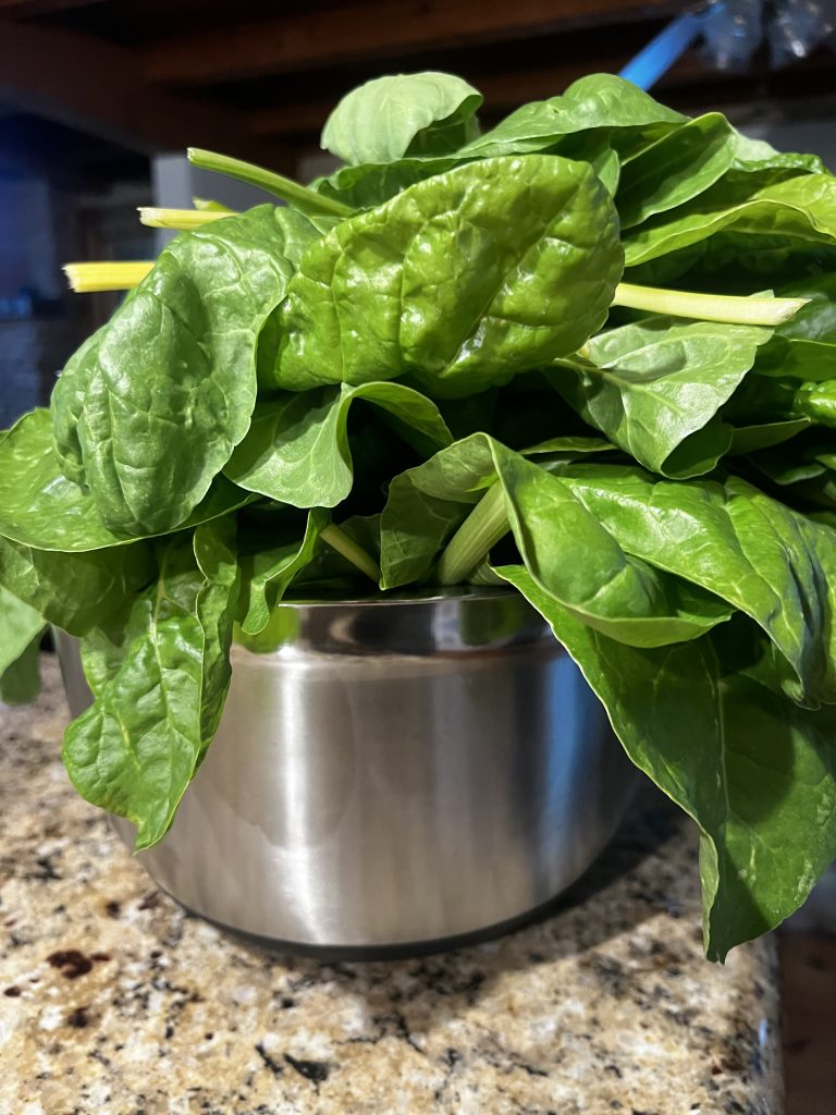 Freshly harvested Swiss chard leaves in a stainless steel bowl on a granite counter