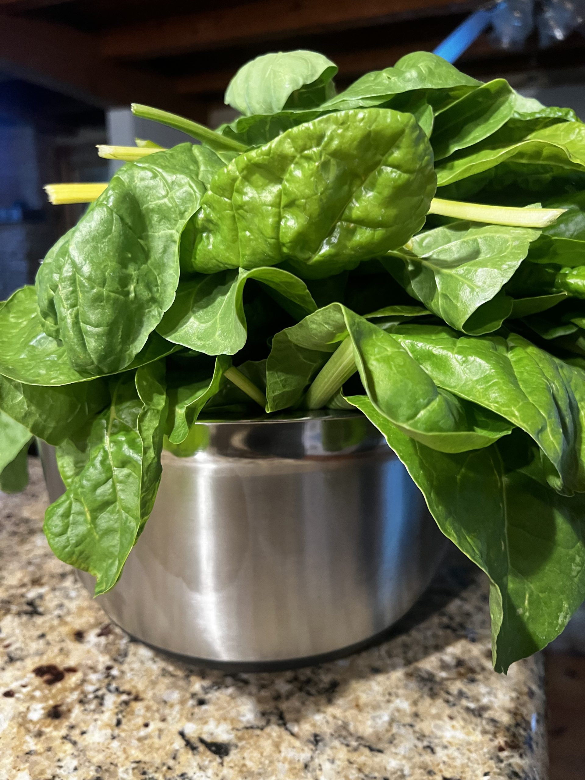 Freshly harvested rainbow chard from Pap Steve's raised beds in Blythewood, SC