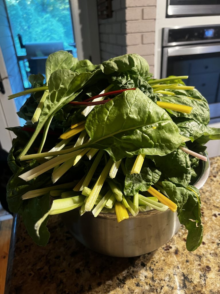 Harvested Swiss chard with yellow and white stems in a stainless steel bowl