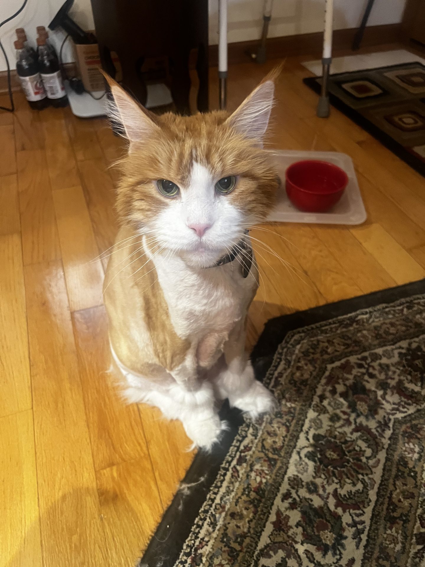 Orange and white Maine Coon with a lion cut sitting on a hardwood floor beside a red food bowl