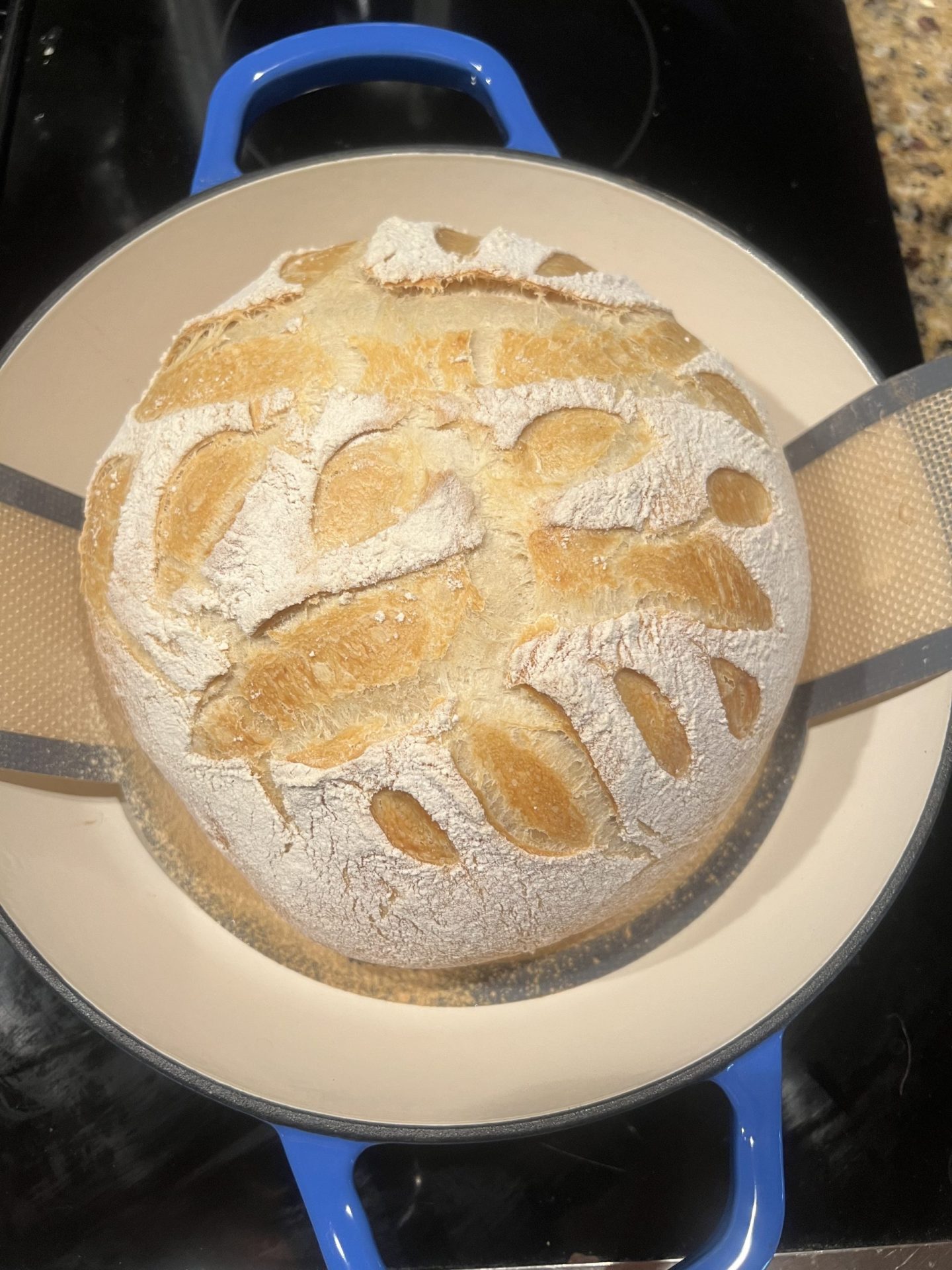 Golden no-knead Italian bread fresh out of a blue Dutch oven