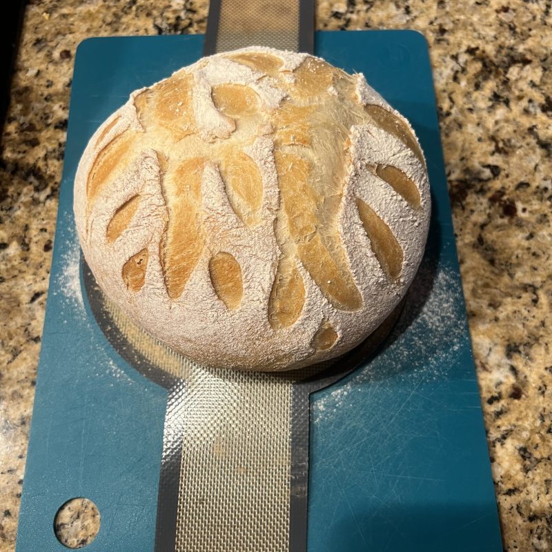 Pap Steve's no-knead Italian bread made with Polselli 00 flour, scored and baked golden