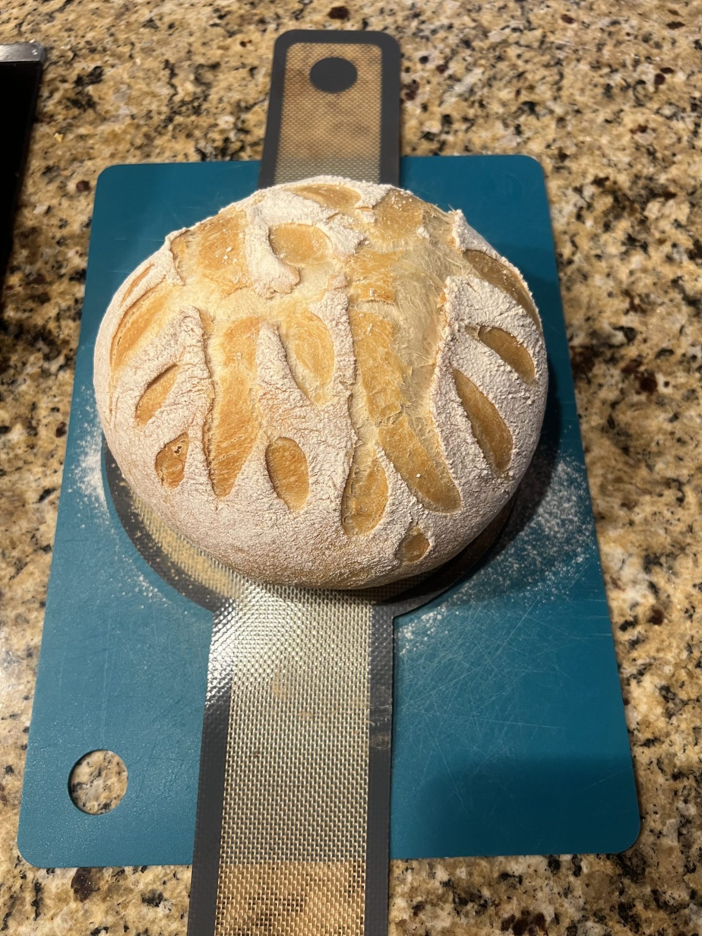 Pap Steve's no-knead Italian bread made with Polselli 00 flour, scored and baked golden